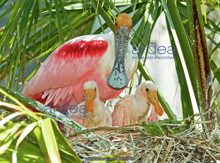 : Roseate Spoonbill : Roseate Spoonbill