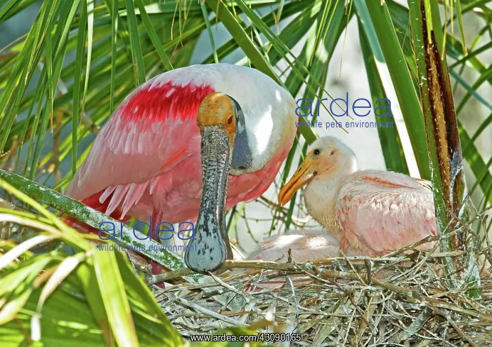 : Roseate Spoonbill : Roseate Spoonbill