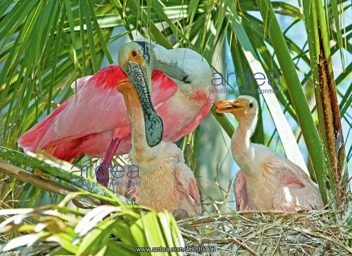 : Roseate Spoonbill : Roseate Spoonbill