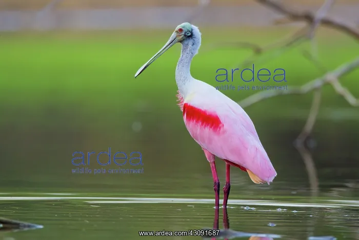 : Roseate Spoonbill : Roseate Spoonbill