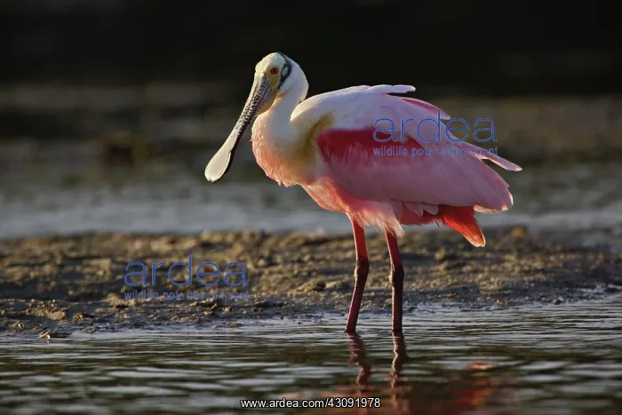 : Roseate Spoonbill : Roseate Spoonbill