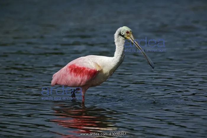 : Roseate Spoonbill : Roseate Spoonbill
