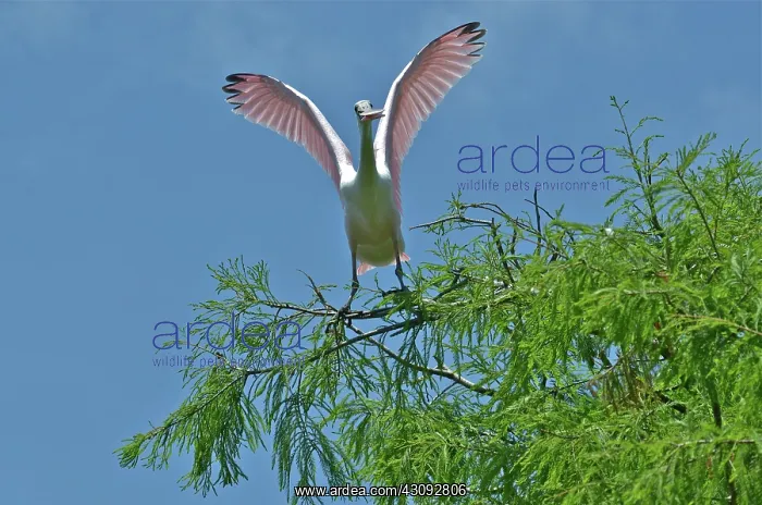 : Roseate Spoonbill : Roseate Spoonbill