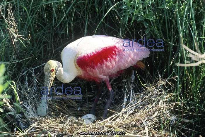 : Roseate Spoonbill : Roseate Spoonbill