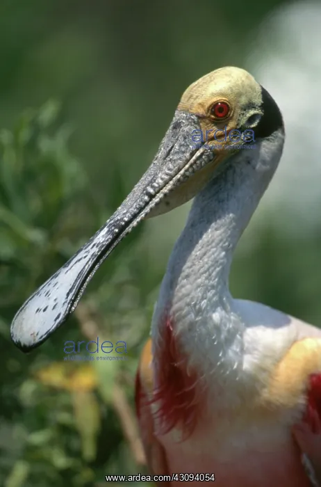 : Roseate Spoonbill : Roseate Spoonbill