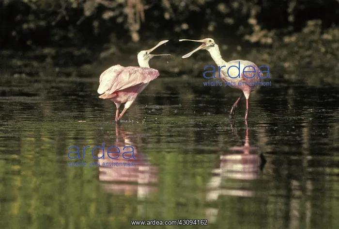 : Roseate Spoonbill : Roseate Spoonbill