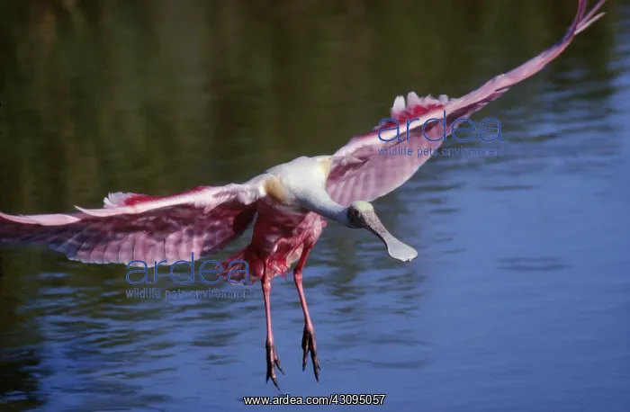 : Roseate spoonbill : Roseate spoonbill