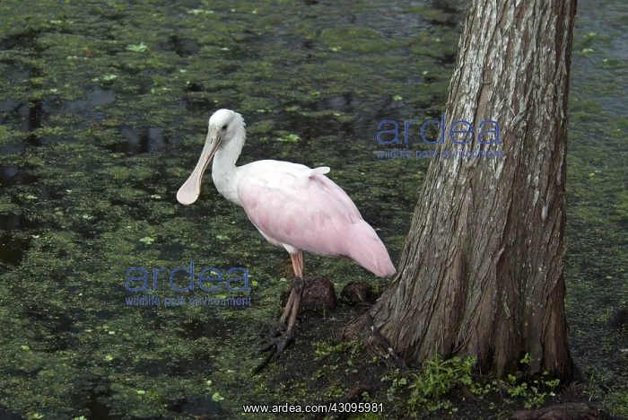 : Roseate Spoonbill : Roseate Spoonbill