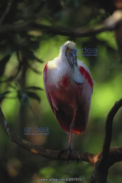 : Roseate Spoonbill : Roseate Spoonbill
