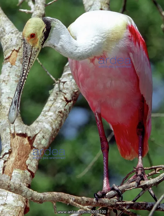 : Roseate Spoonbill : Roseate Spoonbill
