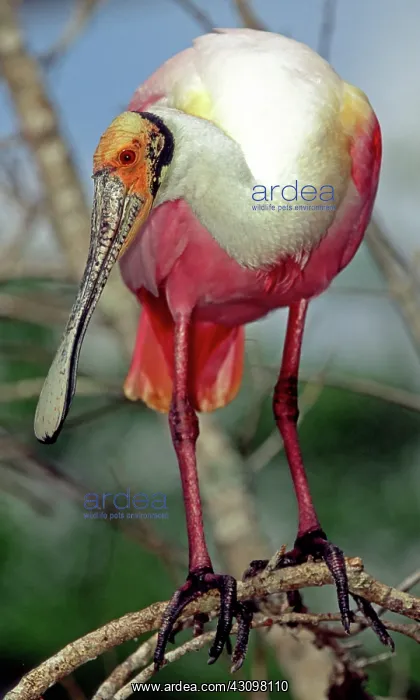: Roseate Spoonbill : Roseate Spoonbill