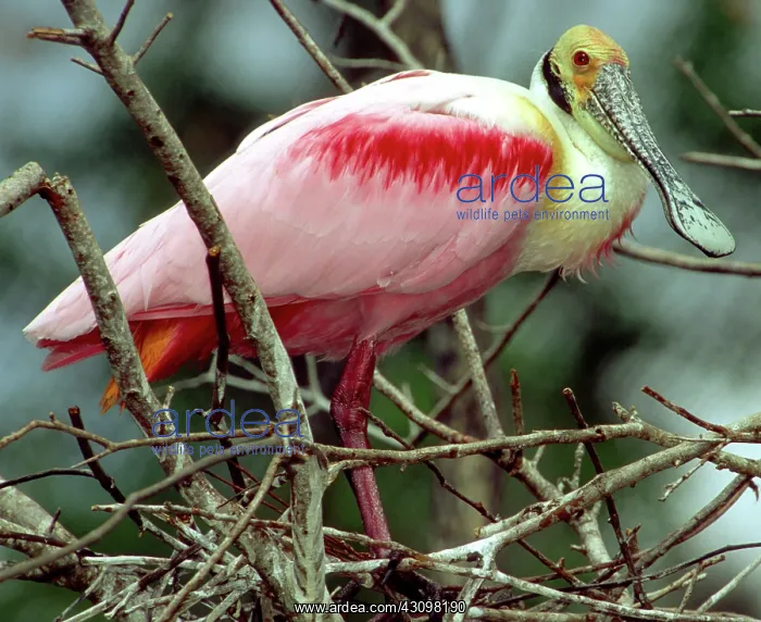 : Roseate Spoonbill : Roseate Spoonbill