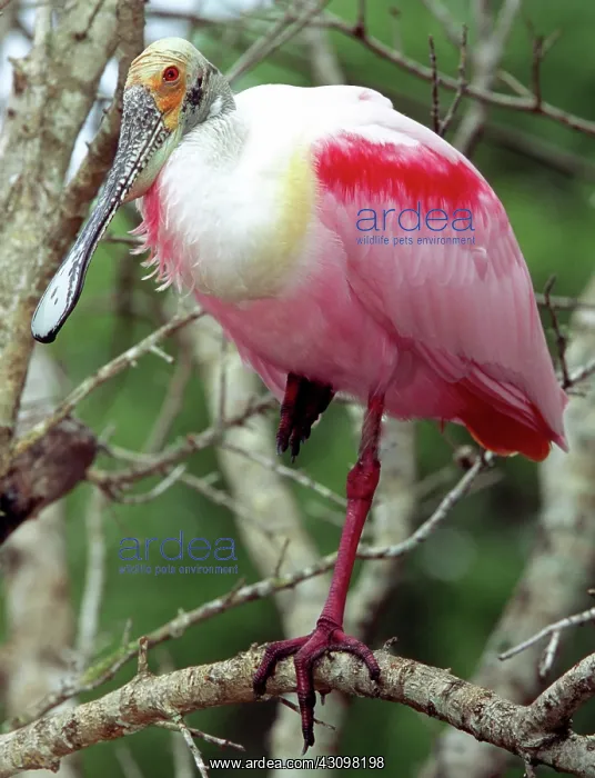 : Roseate Spoonbill : Roseate Spoonbill