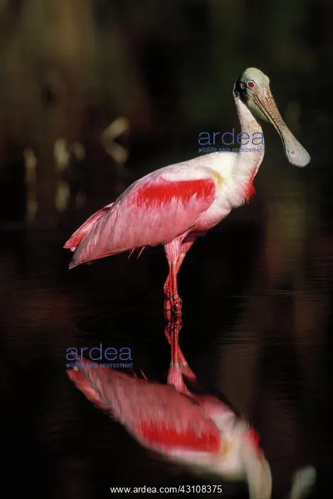 : Roseate spoonbill : Roseate spoonbill