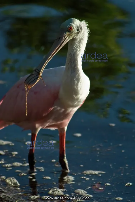 : Roseate Spoonbill : Roseate Spoonbill