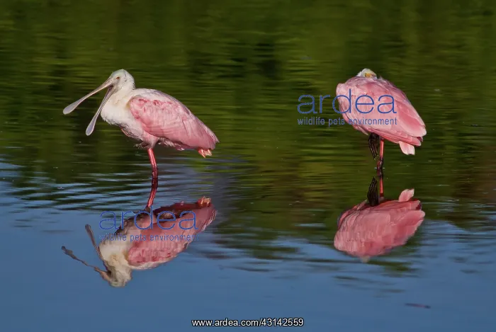 : Roseate Spoonbill : Roseate Spoonbill