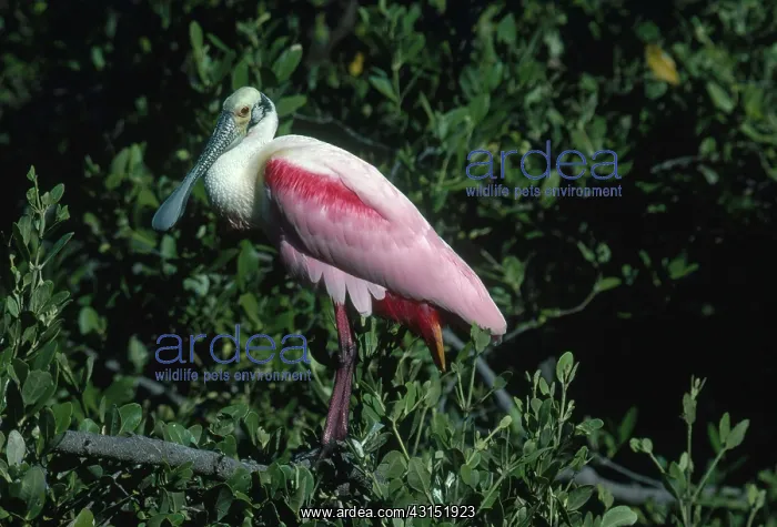 : Roseate Spoonbill : Roseate Spoonbill