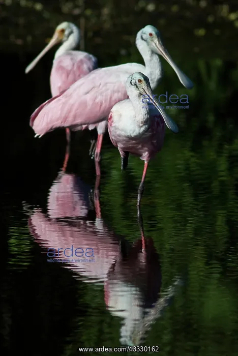 : Roseate Spoonbill : Roseate Spoonbill