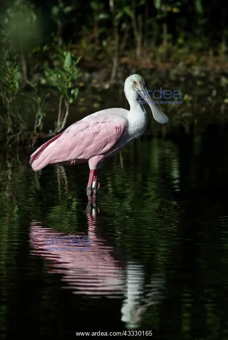 : Roseate Spoonbill : Roseate Spoonbill