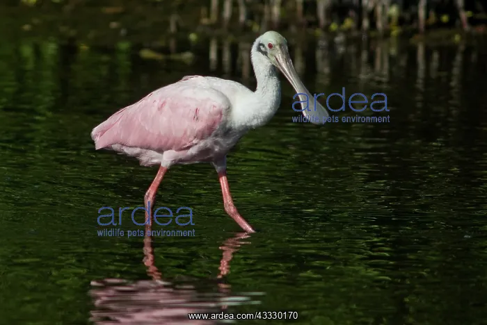  : Roseate Spoonbill