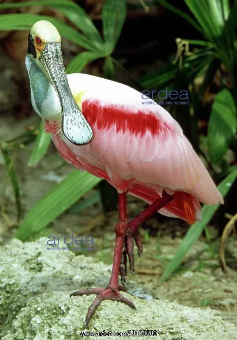 : Roseate Spoonbill adult in breeding plumage : Roseate Spoonbill adult in breeding plumage