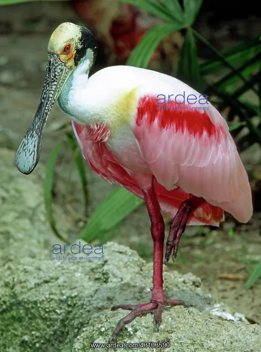  : Roseate Spoonbill adult in breeding plumage