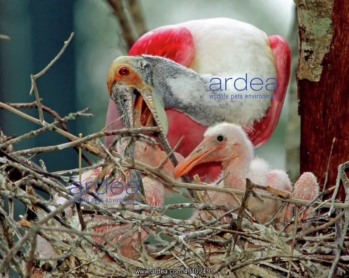 : Roseate Spoonbill adult feeding young : Roseate Spoonbill adult feeding young