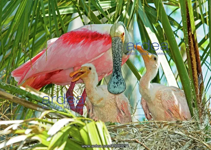 : Roseate Spoonbill Adult and Nestlings : Roseate Spoonbill Adult and Nestlings