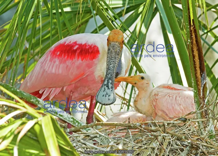 : Roseate Spoonbill Adult and Nestlings : Roseate Spoonbill Adult and Nestlings