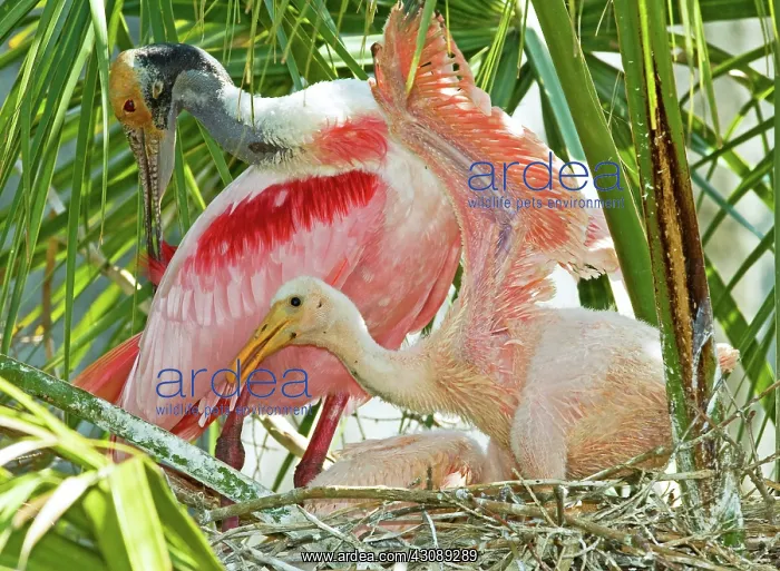  : Roseate Spoonbill Adult and Nestlings