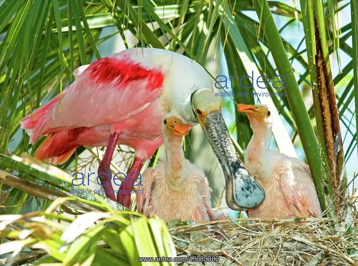 : Roseate Spoonbill Adult and Nestlings : Roseate Spoonbill Adult and Nestlings