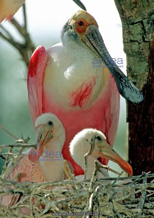 : Roseate Spoonbill adult with young in nest : Roseate Spoonbill adult with young in nest