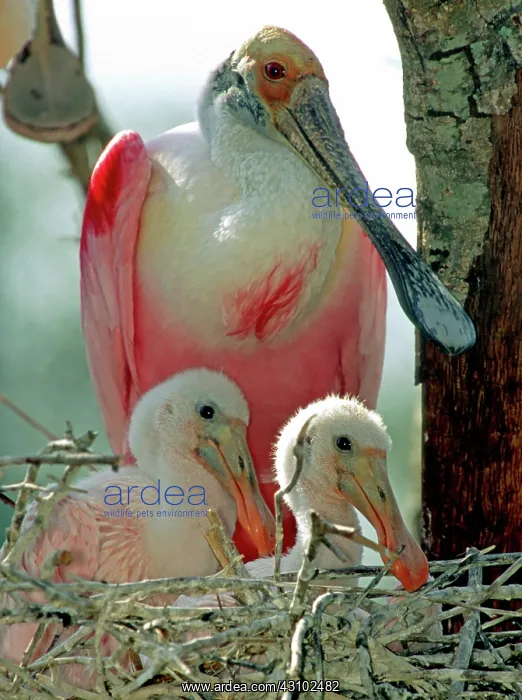 : Roseate Spoonbill adult with young in nest : Roseate Spoonbill adult with young in nest