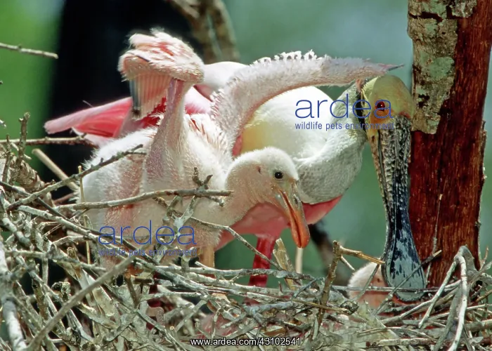 : Roseate Spoonbill adult with young in nest : Roseate Spoonbill adult with young in nest