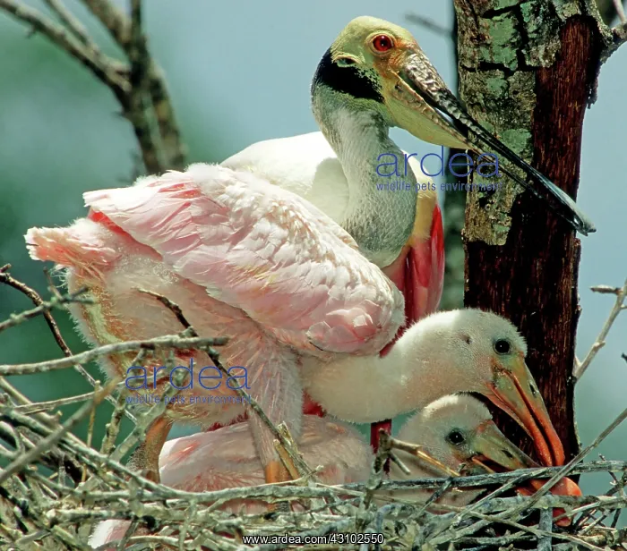 : Roseate Spoonbill adult with young in nest : Roseate Spoonbill adult with young in nest
