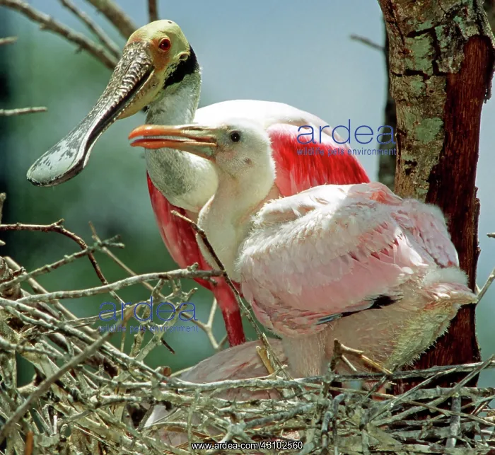 : Roseate Spoonbill adult with young in nest : Roseate Spoonbill adult with young in nest