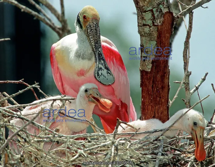 : Roseate Spoonbill adult with young in nest : Roseate Spoonbill adult with young in nest