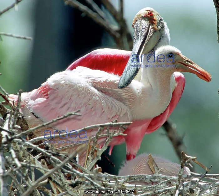 : Roseate Spoonbill adult with young in nest : Roseate Spoonbill adult with young in nest