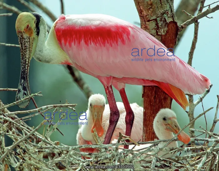 : Roseate Spoonbill adult with young in nest : Roseate Spoonbill adult with young in nest