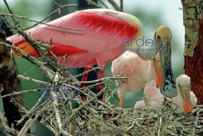 : Roseate Spoonbill adult with young in nest : Roseate Spoonbill adult with young in nest
