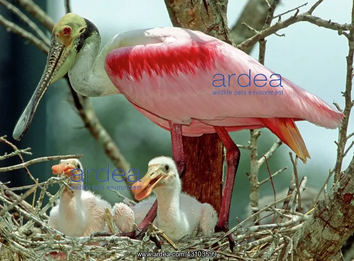 : Roseate Spoonbill adult with young in nest : Roseate Spoonbill adult with young in nest