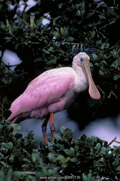 : Roseate Spoonbill (Ajaia ajaja) : Roseate Spoonbill (Ajaia ajaja)