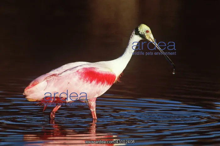 : Roseate Spoonbill (Ajaja ajaja) : Roseate Spoonbill (Ajaja ajaja)