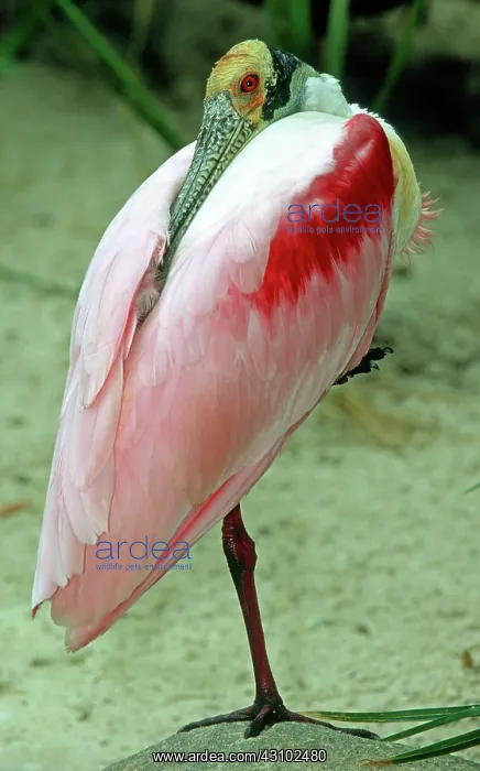 : Roseate Spoonbill (Ajaja ajaja) preening : Roseate Spoonbill (Ajaja ajaja) preening