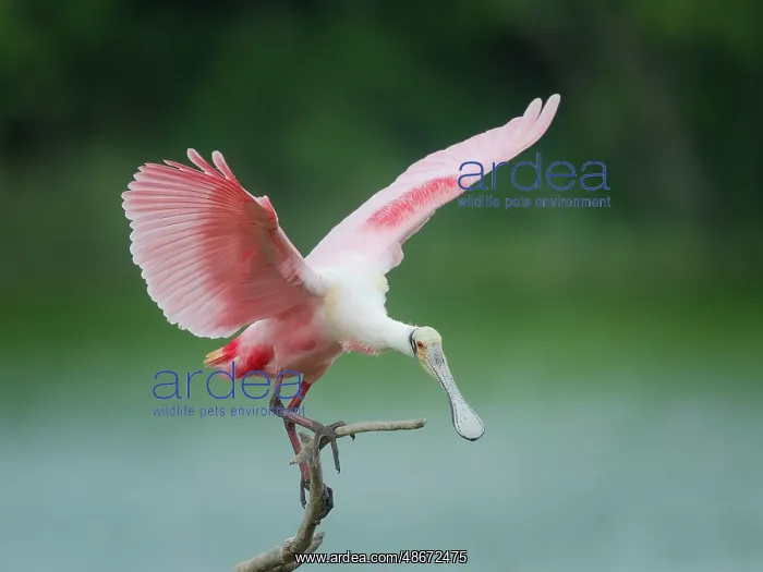 : Roseate spoonbill balancing act, Smith Oaks Sanctuary : Roseate spoonbill balancing act, Smith Oaks Sanctuary