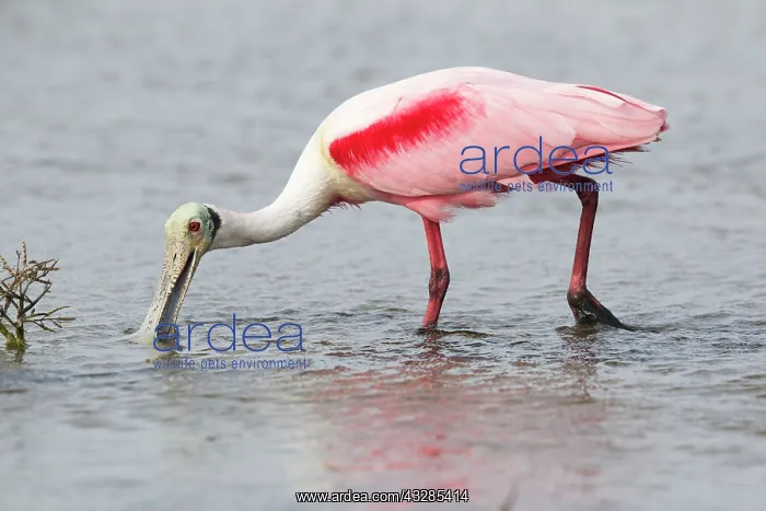 : Roseate Spoonbill - breeding plumage and feeding : Roseate Spoonbill - breeding plumage and feeding