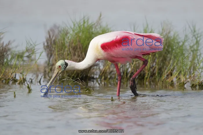 : Roseate Spoonbill - breeding plumage and feeding : Roseate Spoonbill - breeding plumage and feeding