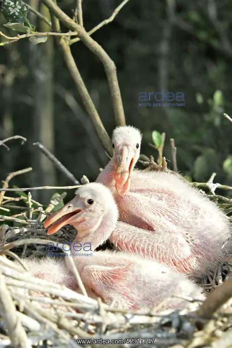 : Roseate Spoonbill - two chicks : Roseate Spoonbill - two chicks