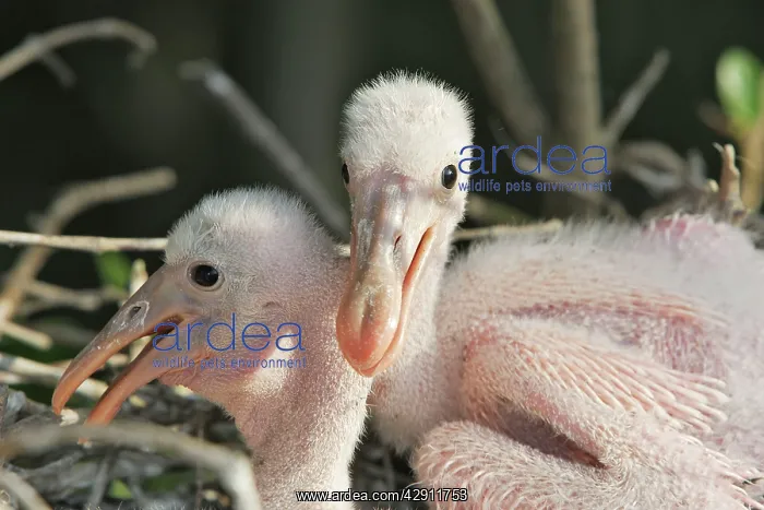 : Roseate Spoonbill - two chicks : Roseate Spoonbill - two chicks