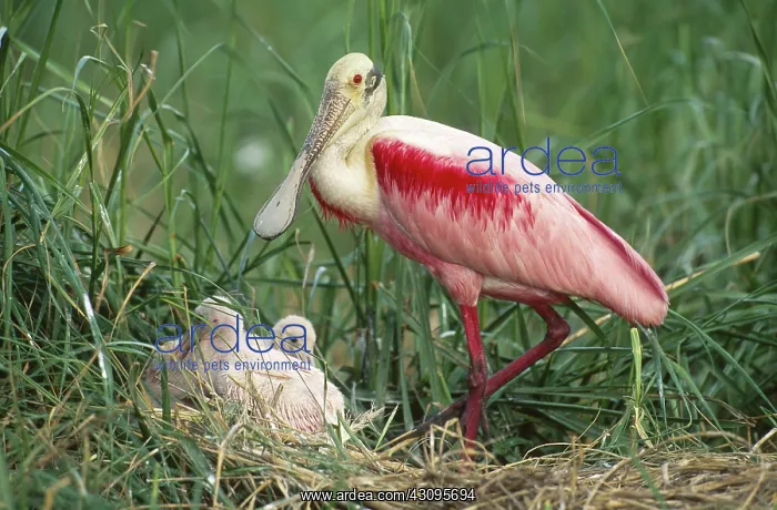 : Roseate Spoonbill with chicks : Roseate Spoonbill with chicks